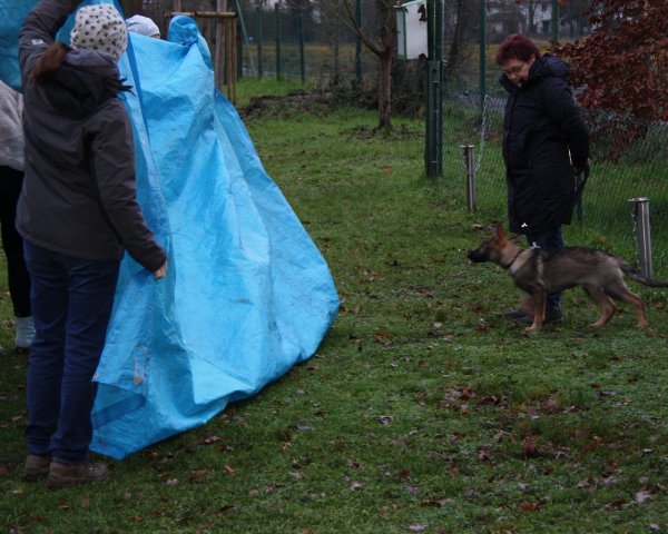 JahresabschlussWelpenJunghunde2019